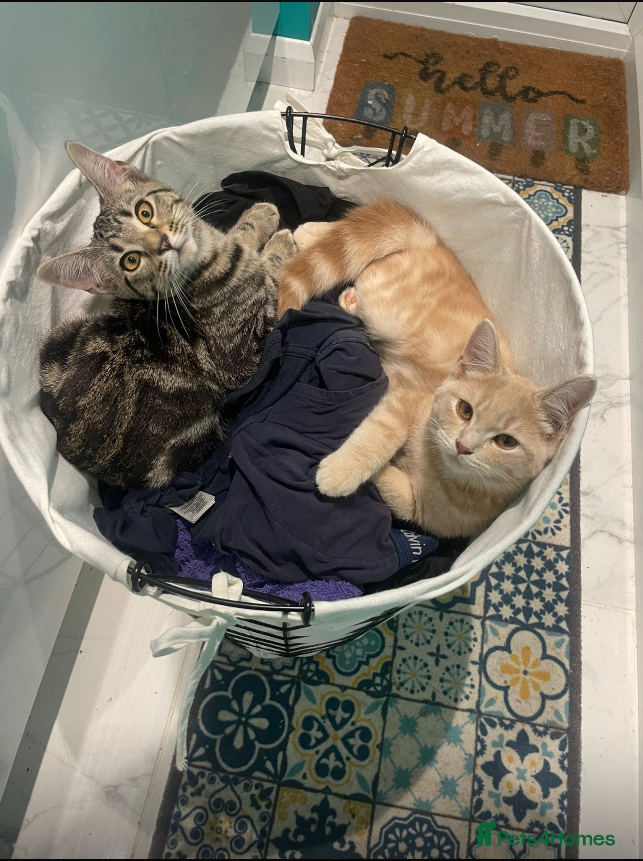 British Shorthair cats 2 kittens for sale  - Advert 1