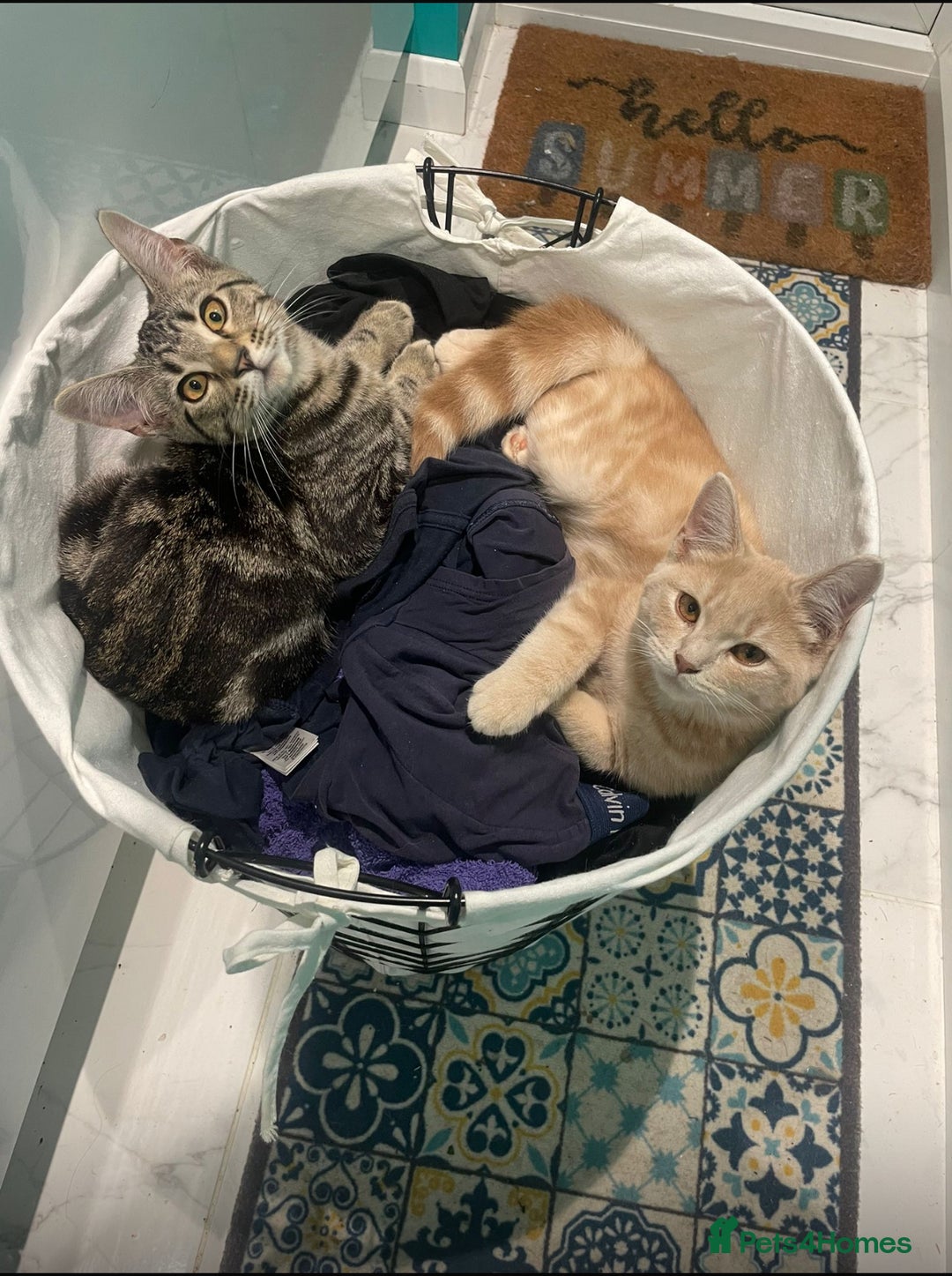 British Shorthair cats for sale: 2 kittens for sale  - Advert 1