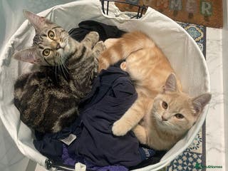 British Shorthair cats 2 kittens for sale - Advert 18