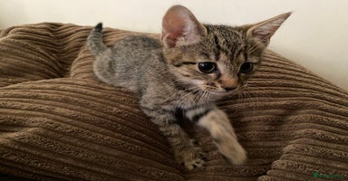 Mixed Breed cats - Advert 15