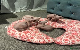 Sphynx cats for sale: Sphynx kittens for sale  - Image 14