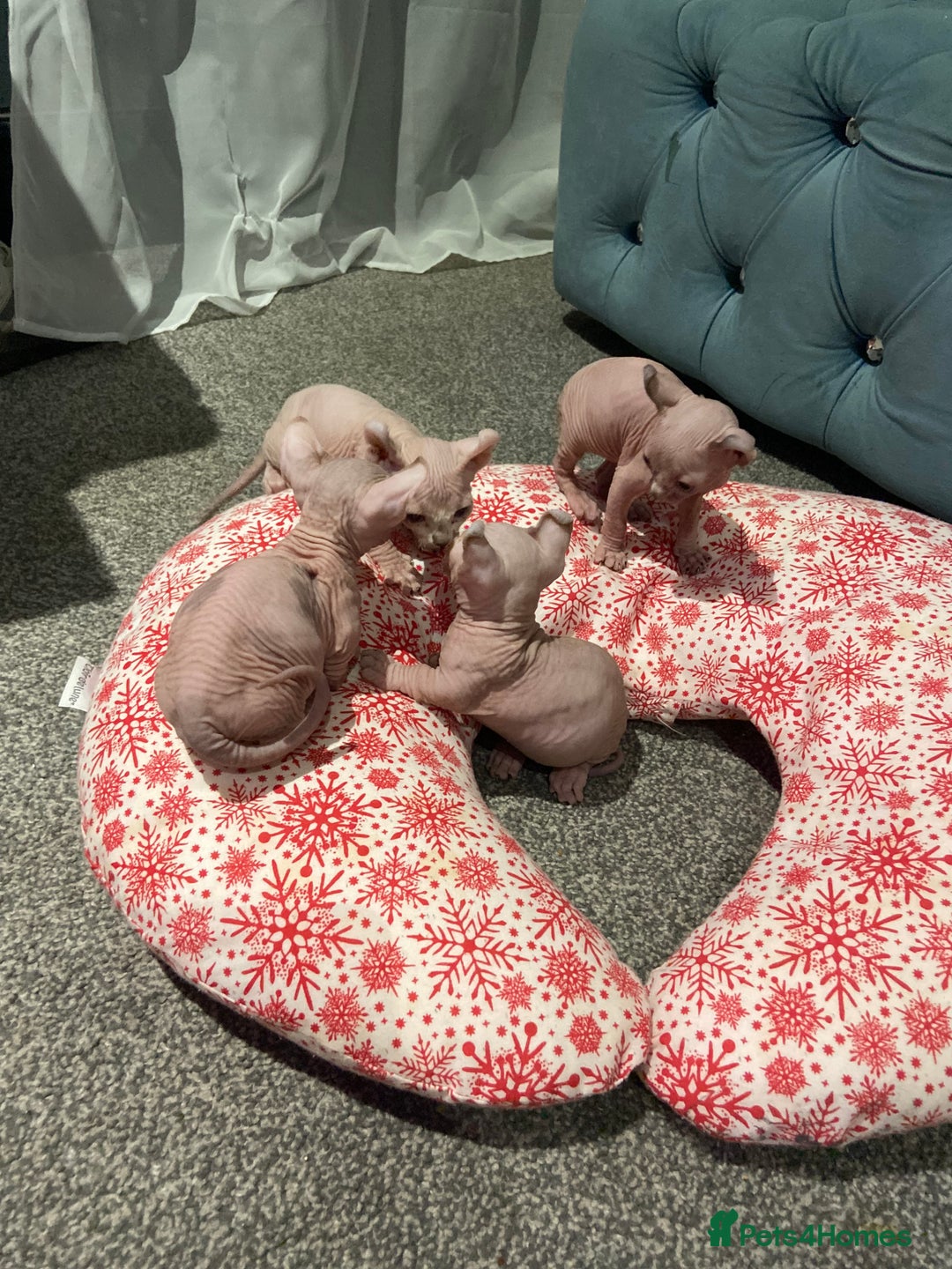 Sphynx cats for sale: Sphynx kittens for sale  - Image 14