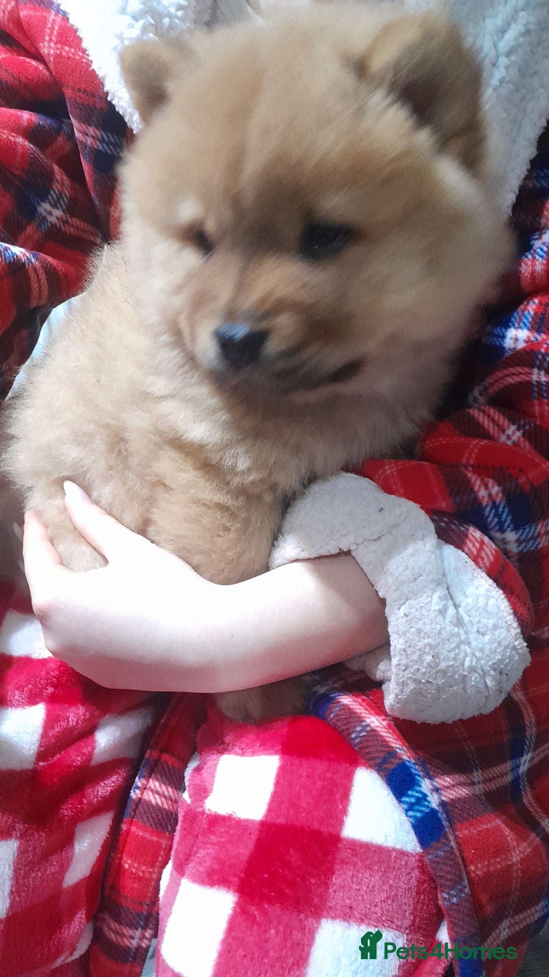 Chow Chow dogs for sale: Chow chow puppies  - Advert 7