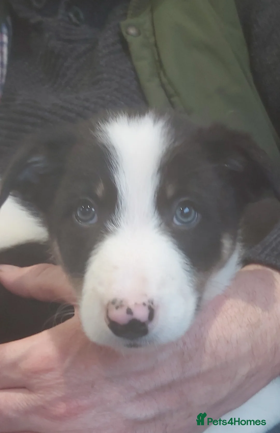 Border Collie dogs for sale: Beautiful Tri Coloured Border Collie Puppies - Advert 14