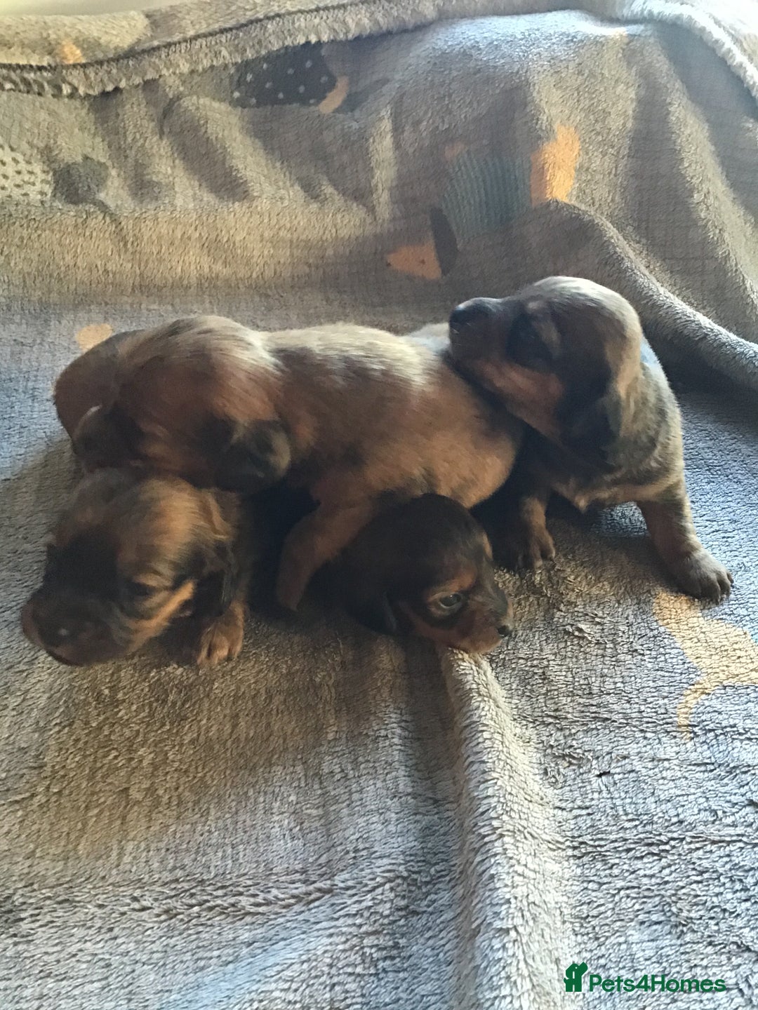 Miniature Dachshund dogs for sale: Long hair mini dachshund  - Advert 9