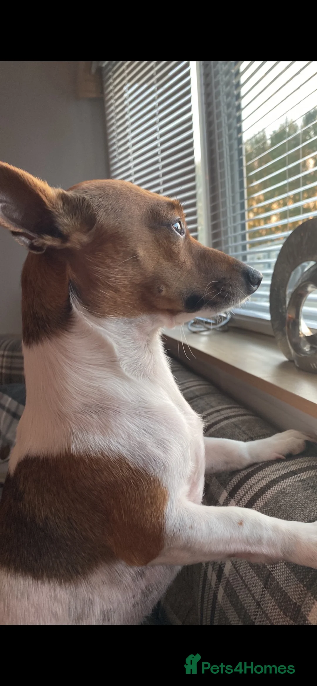 Jack Russell dogs for sale: Buddy  in Frizington - Advert 4