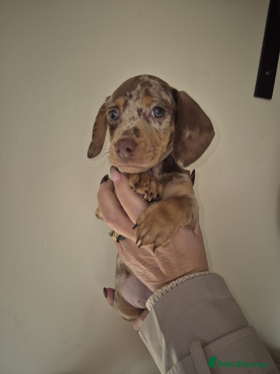 Dachshund dogs for sale: Miniature Dachshunds for sale  - Advert 1