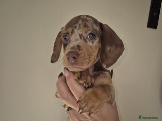 Dachshund dogs Miniature Dachshunds for sale - Advert 1