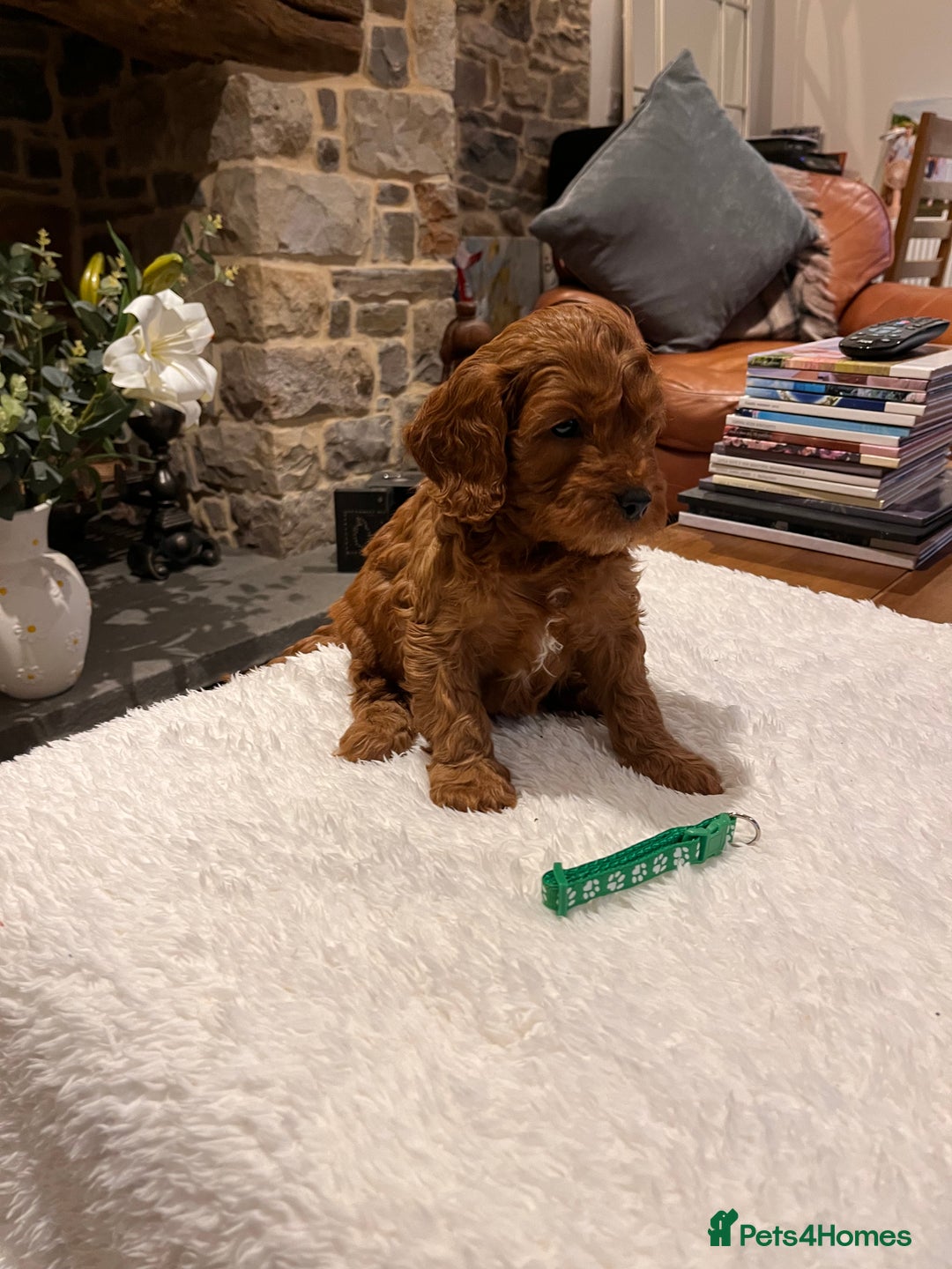 Cavapoo dogs for sale: Stunning litter of F1 Cavapoo puppies - Advert 7
