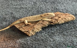 Bearded Dragon reptiles for sale: Breaded dragon - Image 2
