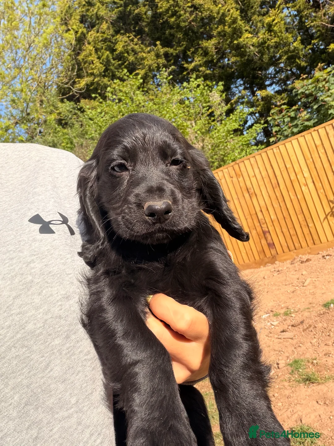 Cocker Spaniel dogs for sale: Working cocker spaniel puppies  - Advert 2