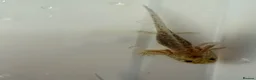 Axolotl reptiles for sale: Axolotl - Advert 33