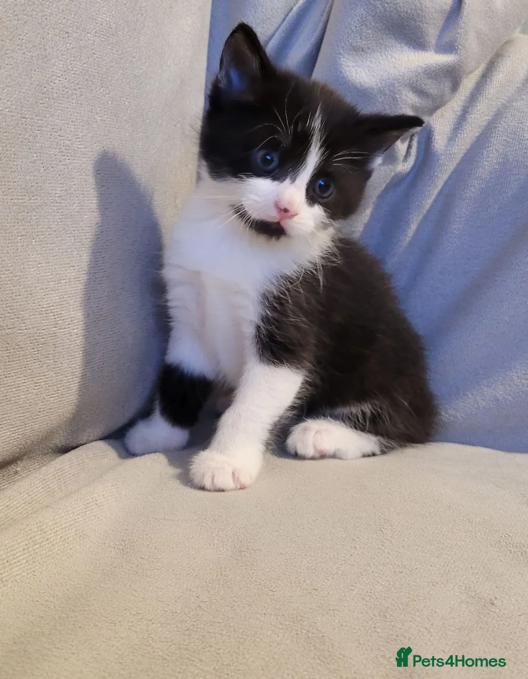 Russian Blue cats for sale: Kittens for sale - Advert 1