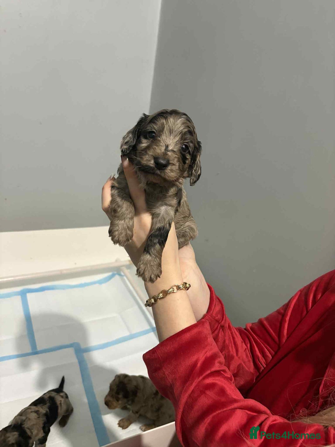 Cockapoo dogs for sale: 4 boy cockapoo puppies  - Advert 6