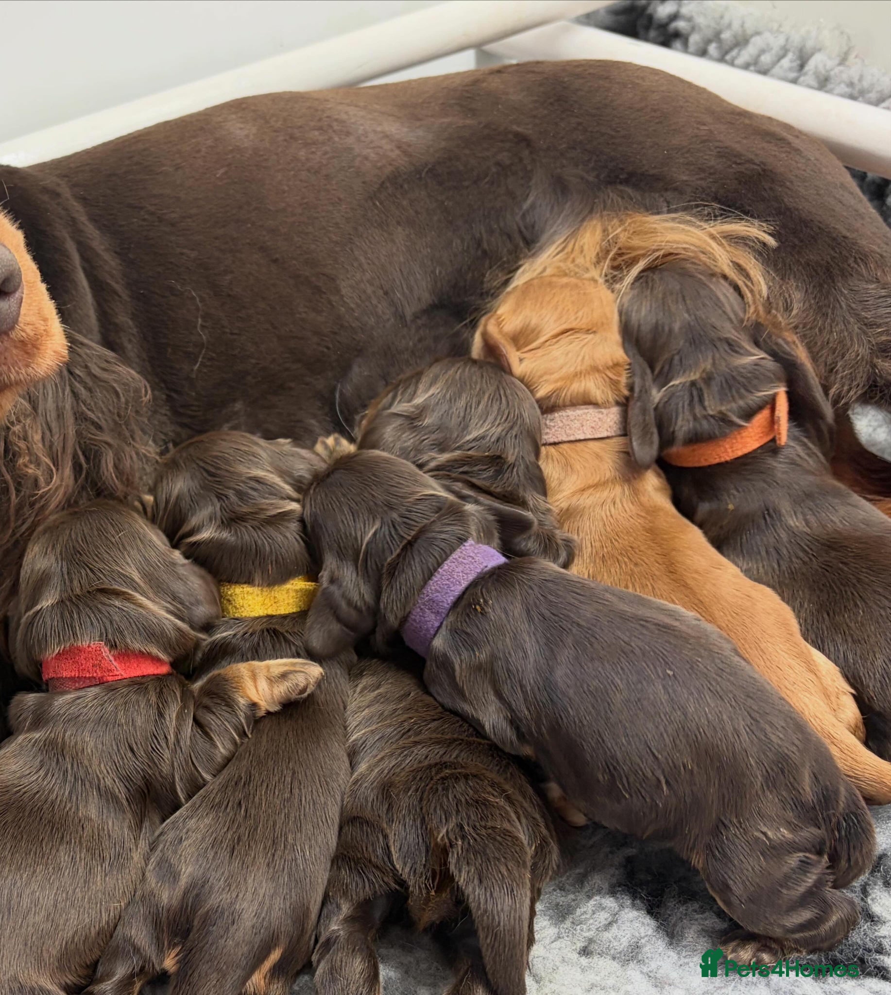 Cocker Spaniel dogs Gorgeous true to type Show Cocker Spaniels - Advert 2