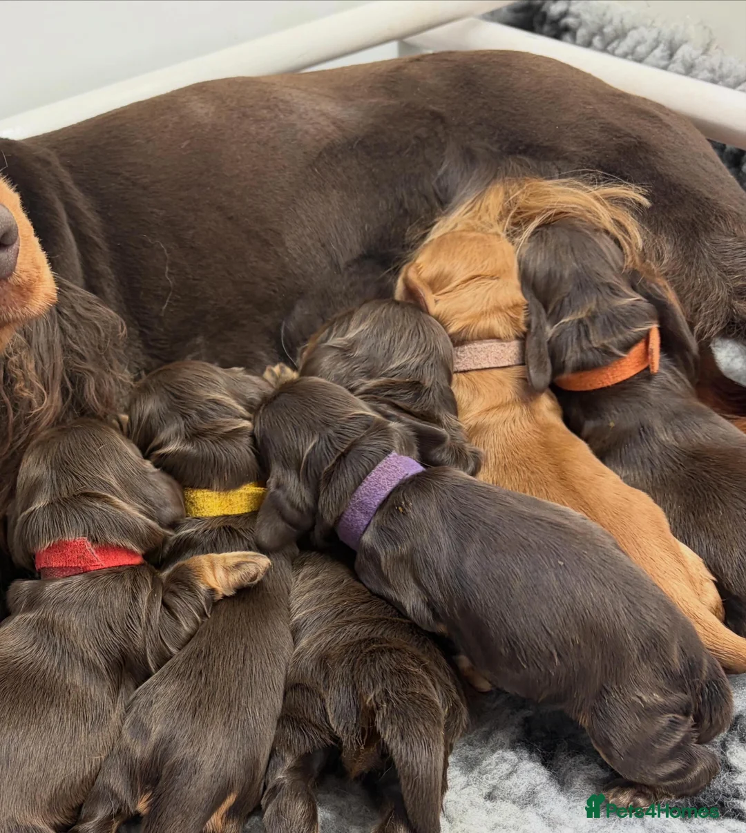 Cocker Spaniel dogs for sale: Gorgeous true to type Show Cocker Spaniels - Advert 2