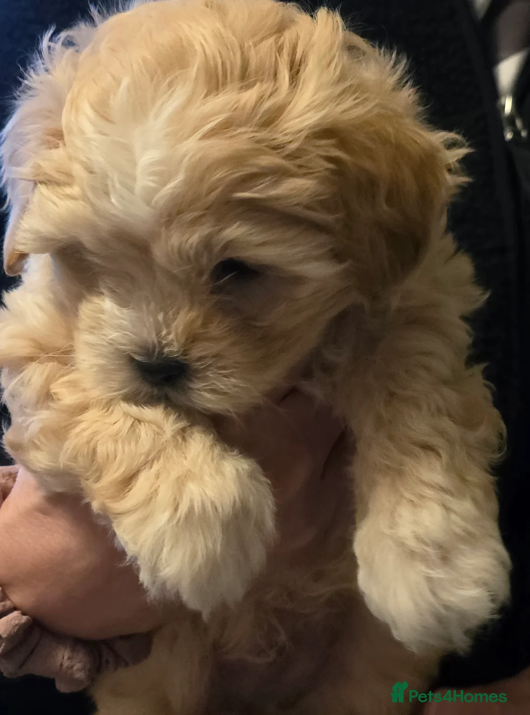 Maltipoo dogs for sale: Beautiful f1 korean maltipoo males - Advert 8
