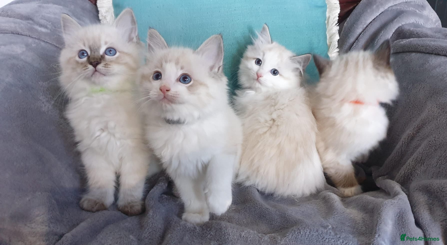Ragdoll cats Stunning GCCF Registered Ragdoll Kittens. - Advert 1