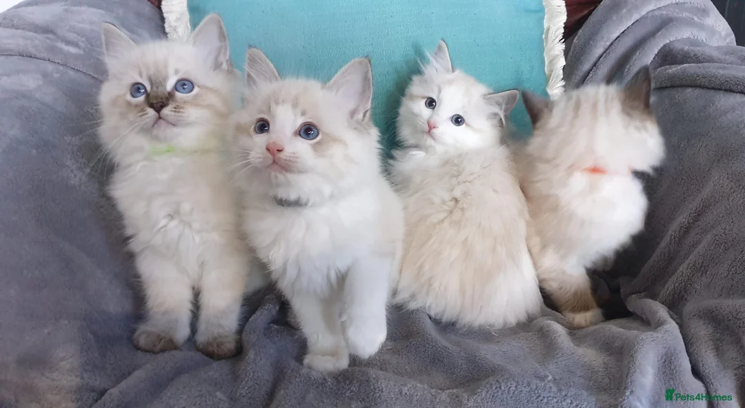 Ragdoll cats for sale: Stunning GCCF Registered Ragdoll Kittens. in Lancaster - Advert 1