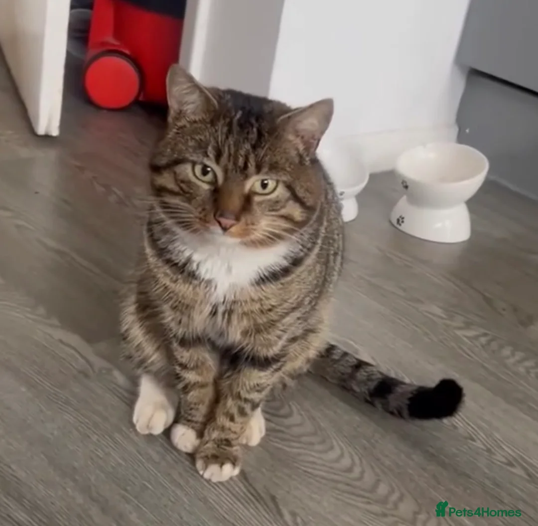 Domestic Shorthair cats for sale: Tabby rescue kittens 🥰🧡 - Advert 2