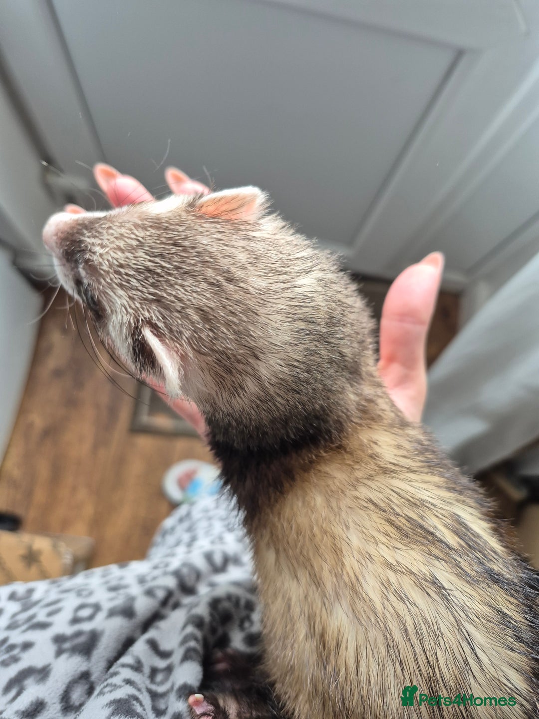 Ferret rodents for sale: Male and female ferrets and cage - Image 5