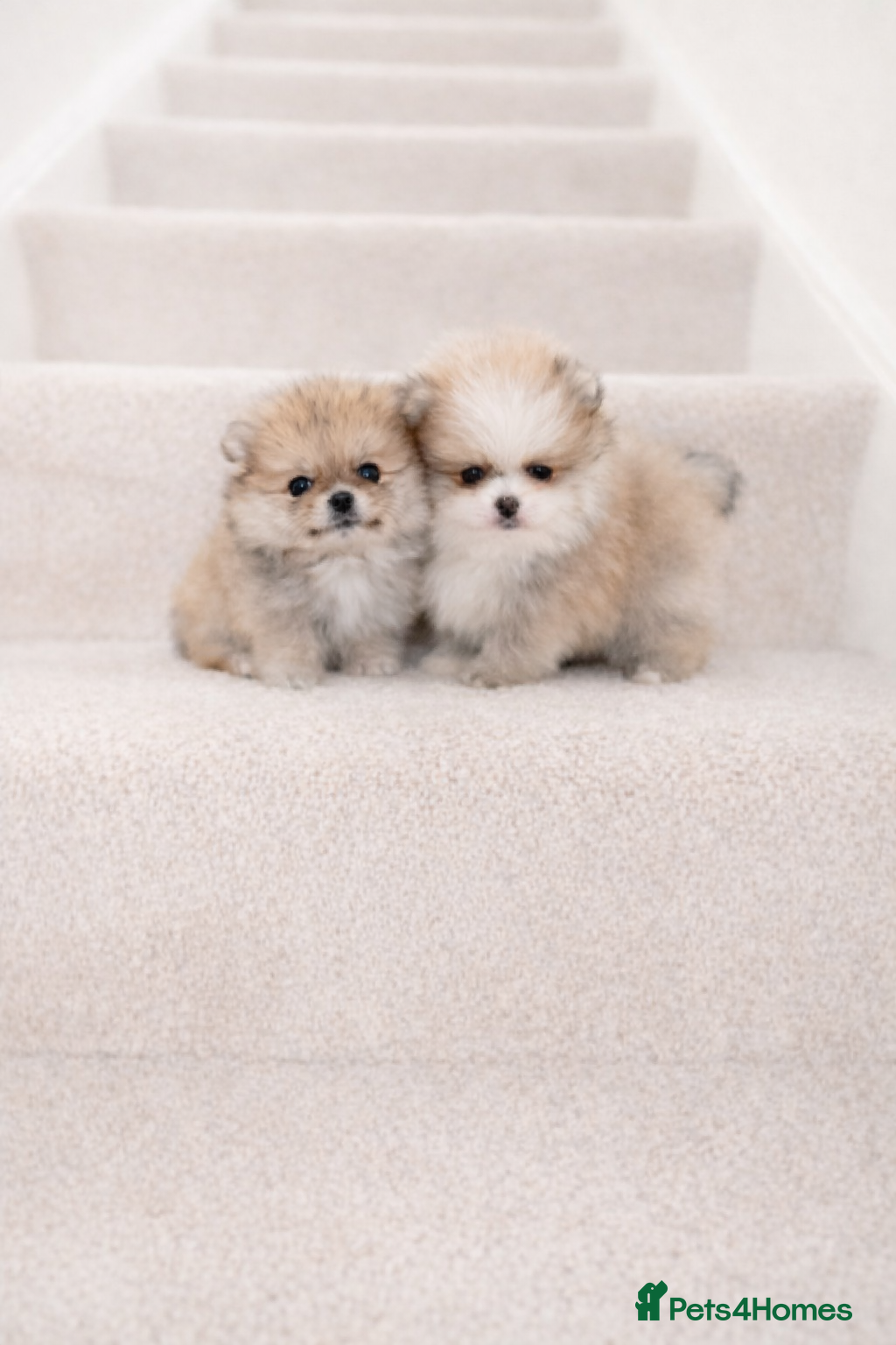 Pomeranian dogs KC Pomeranian puppies, stunning quality 💫 - Advert 4