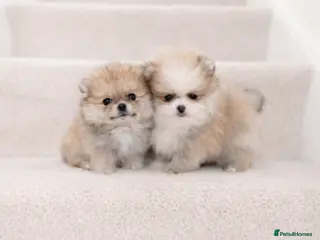 Pomeranian dogs KC Pomeranian puppies, stunning quality 💫 - Advert 4