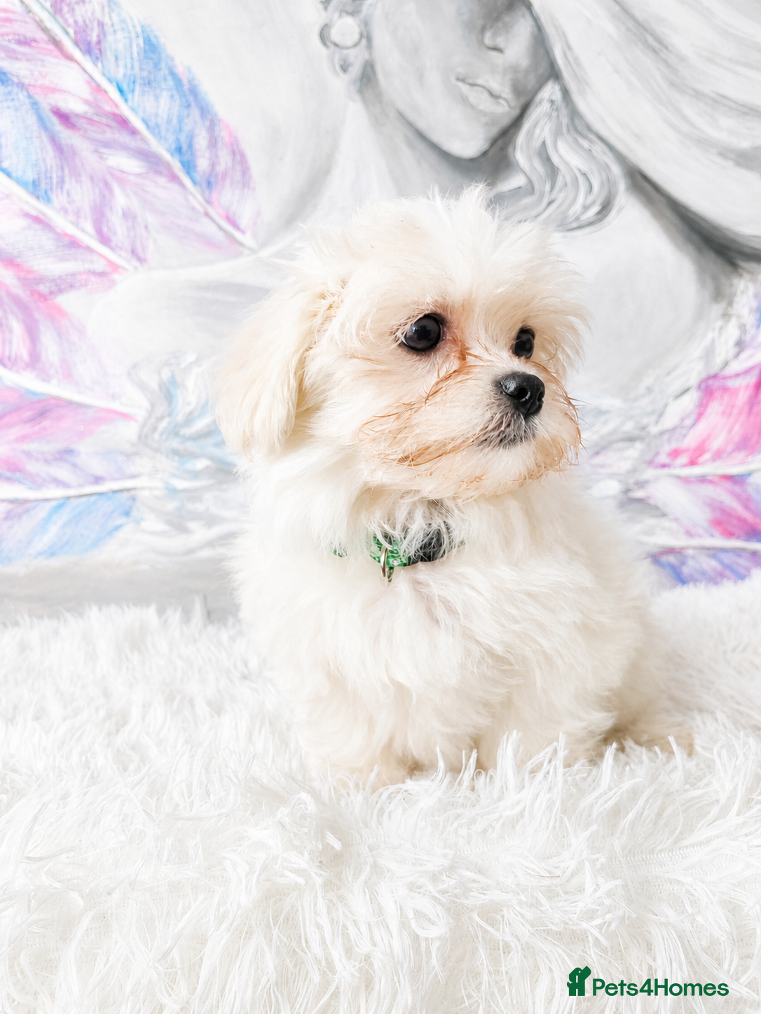 Maltese dogs for sale: Maltease KC ONLY ONE GIRL AND ONE BOY LEFT. - Advert 7