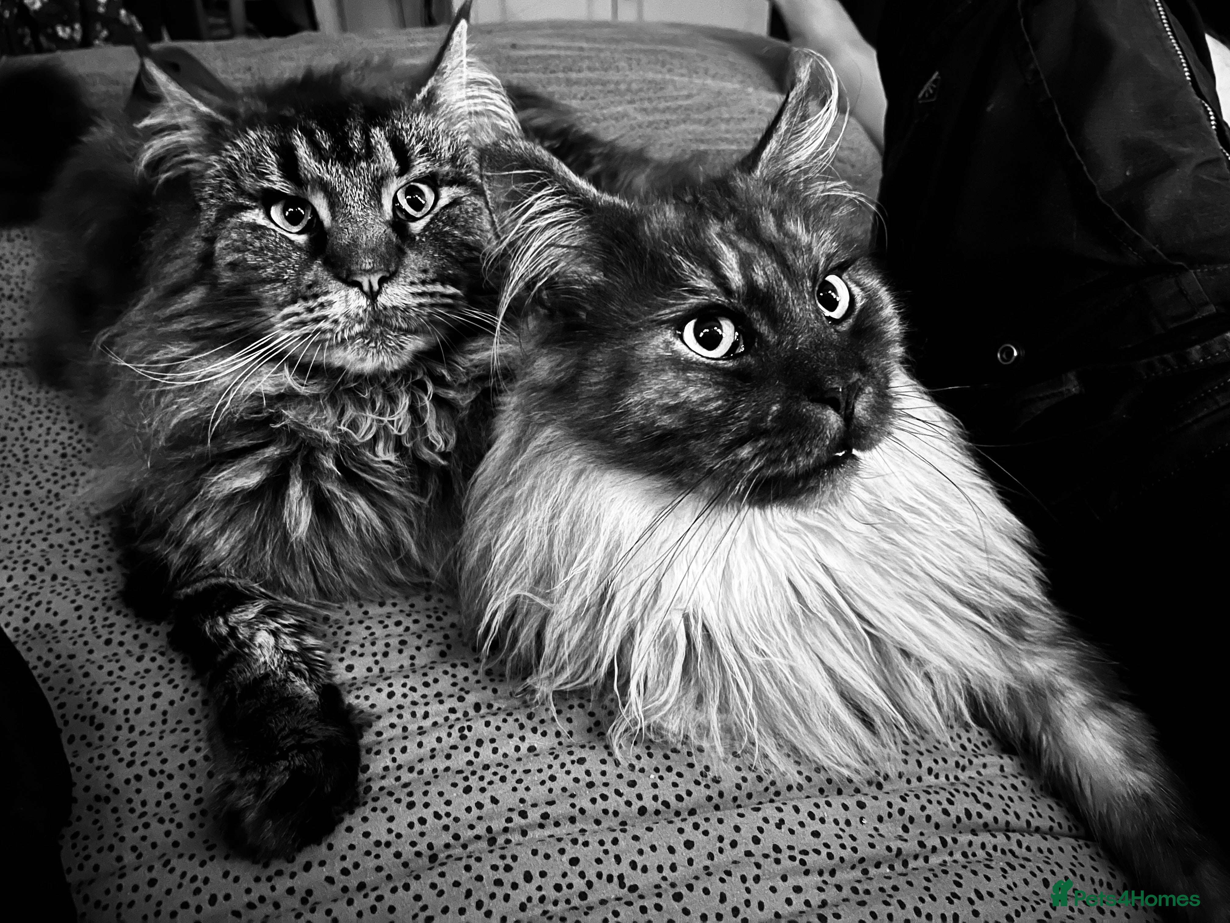 Maine Coon cats Maine Coon pair male & female 3 & 5 years old - Advert 1