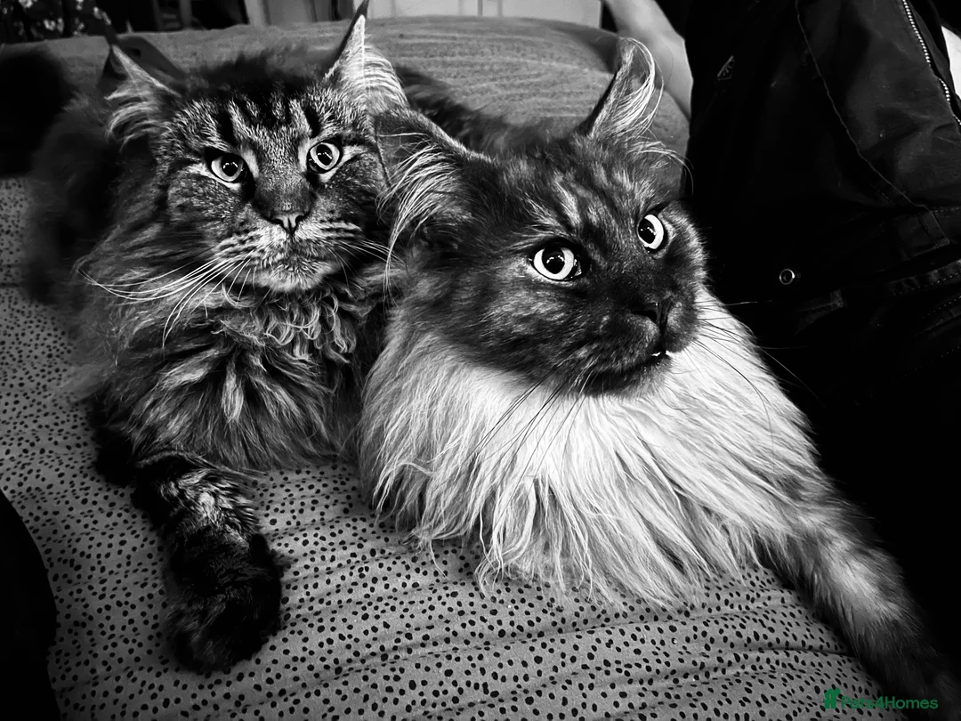 Maine Coon cats for sale: Maine Coon pair male & female 3 & 5 years old - Advert 1