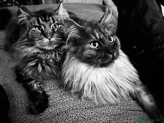 Maine Coon cats Maine Coon pair male & female 3 & 5 years old - Advert 1