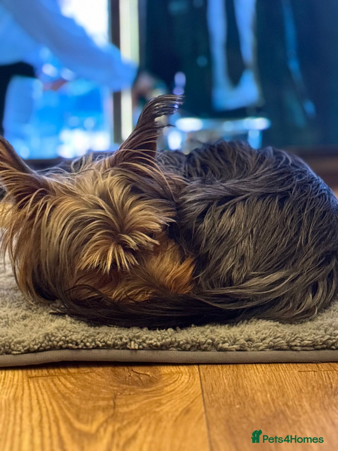 Yorkshire Terrier dogs for stud: For STUD - Advert 10