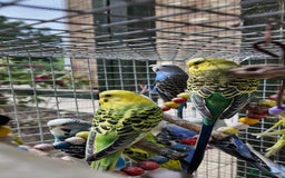 Budgerigars birds for sale: Adorable budgies and cages  - Image 8