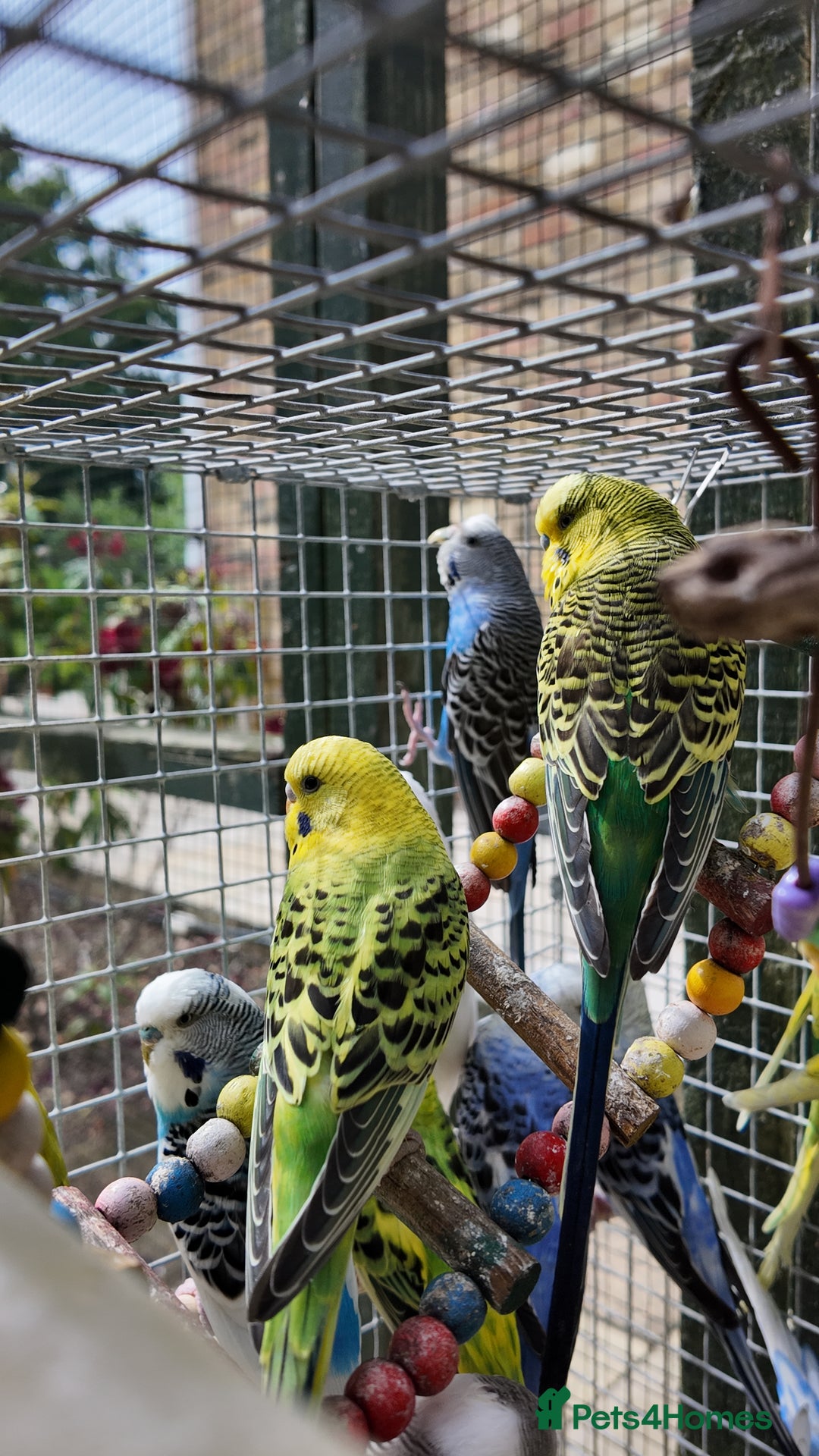 Budgerigars birds for sale: Adorable budgies and cages  - Image 8