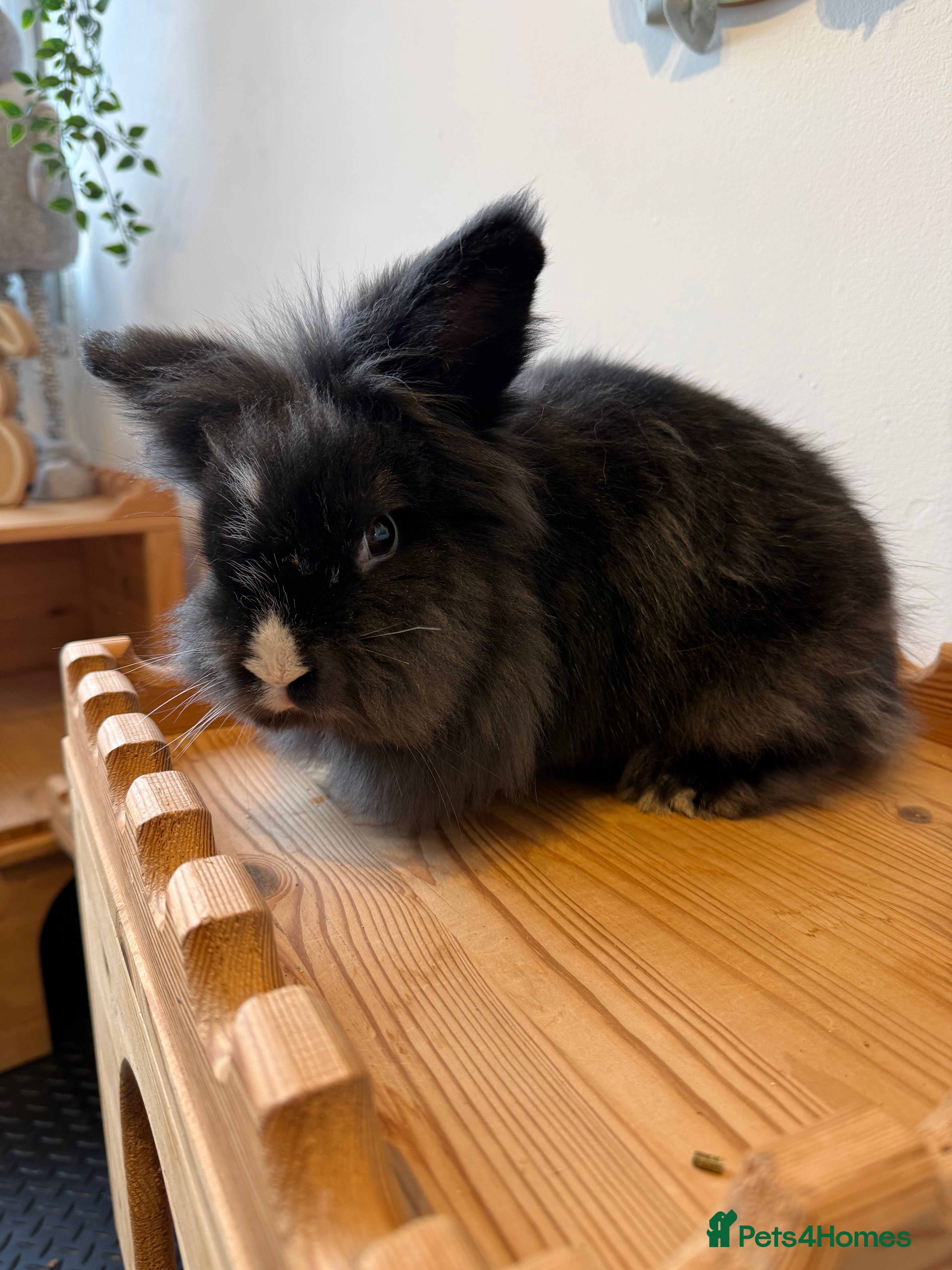 Lionhead rabbits Lionhead Male Rabbit - Ezri - Advert 13