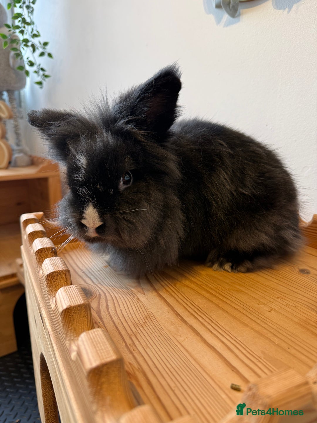 Lionhead rabbits for sale: Lionhead Male Rabbit - Ezri - Advert 3