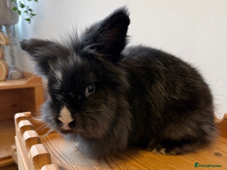 Lionhead rabbits Lionhead Male Rabbit - Ezri - Advert 13