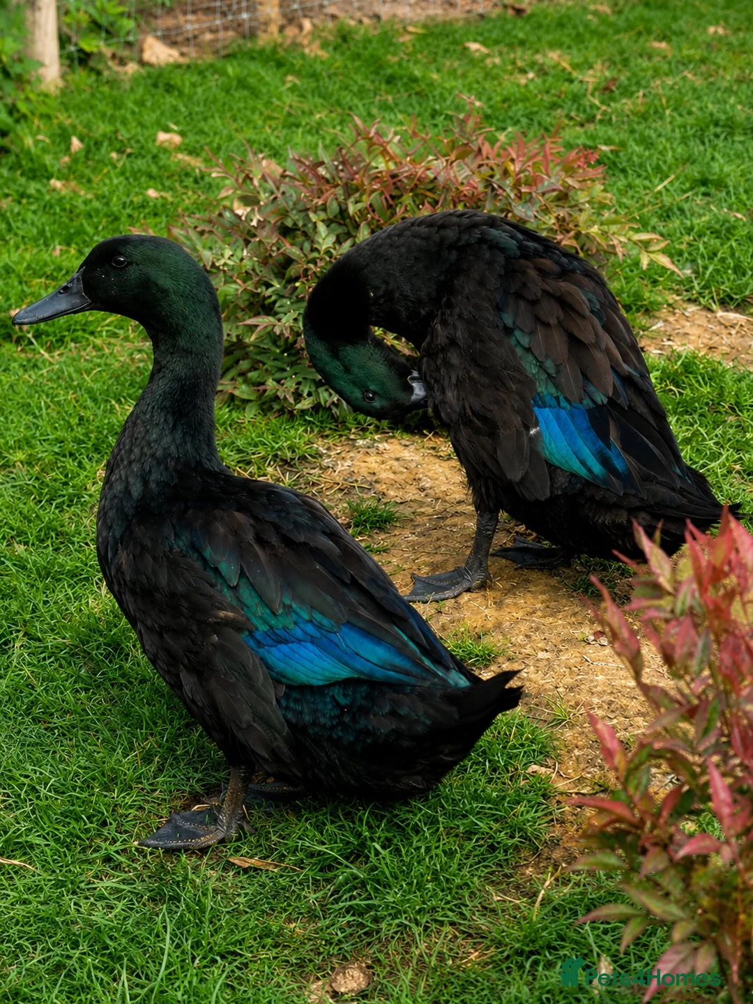 Ducks poultry for sale: Quartet of Cayuga Ducks  - Advert 1