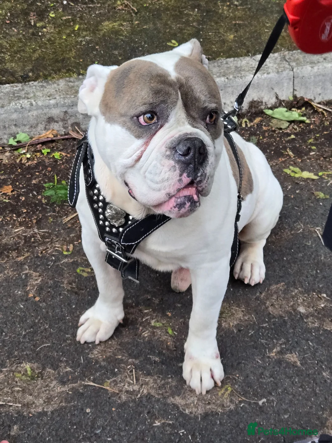 Old Tyme Bulldog dogs for sale: Mylo   tri in colour  - Advert 1
