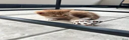 British Shorthair cats for sale: 4 beautiful kittens for sale  - Advert 11