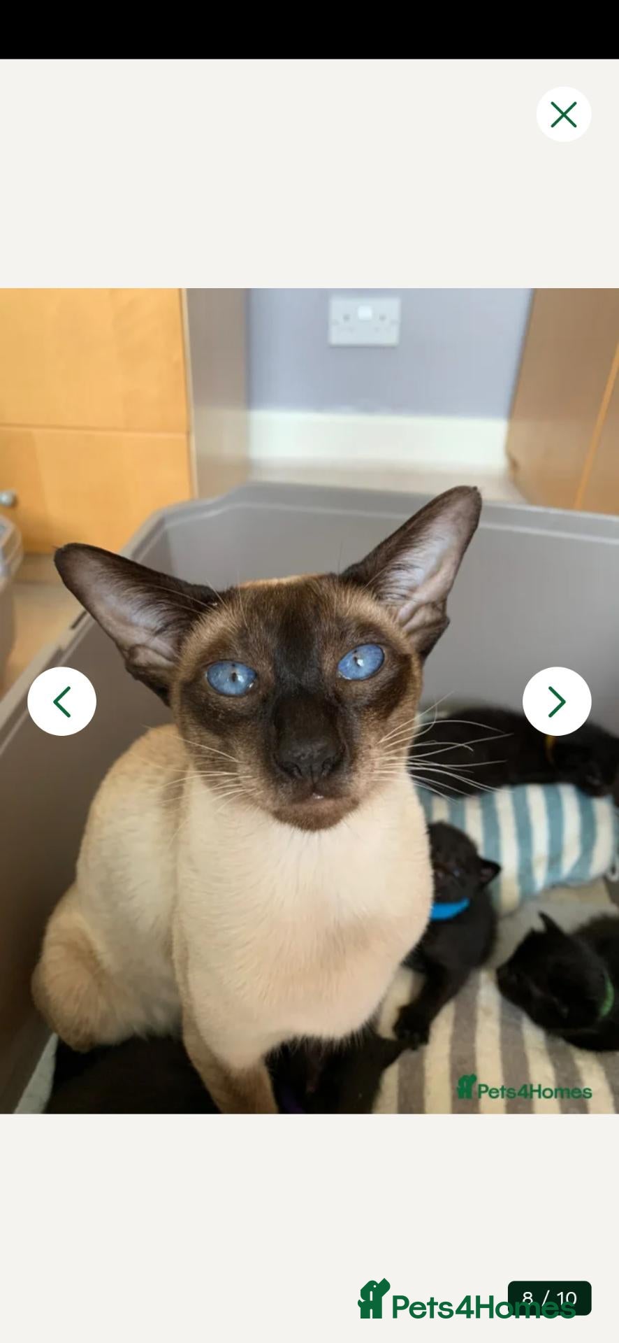 Siamese cats Siamese kitten - Advert 1