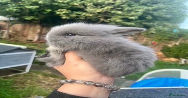 Angora rabbits - Advert 1