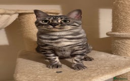 Bengal cats for sale: Special Silver Bengal Queen ❤️ - Image 5