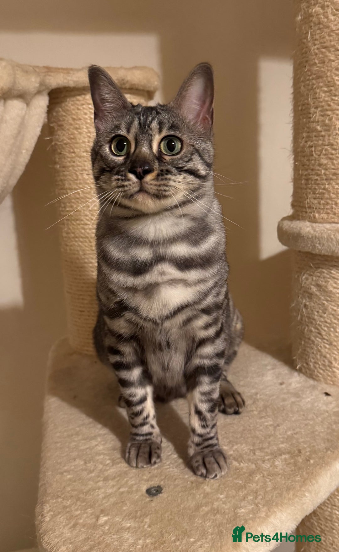 Bengal cats for sale: Special Silver Bengal Queen ❤️ - Image 5
