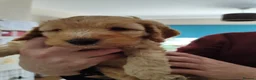Cockapoo dogs for sale: Cockapoo Puppy, Midlothian - Advert 9