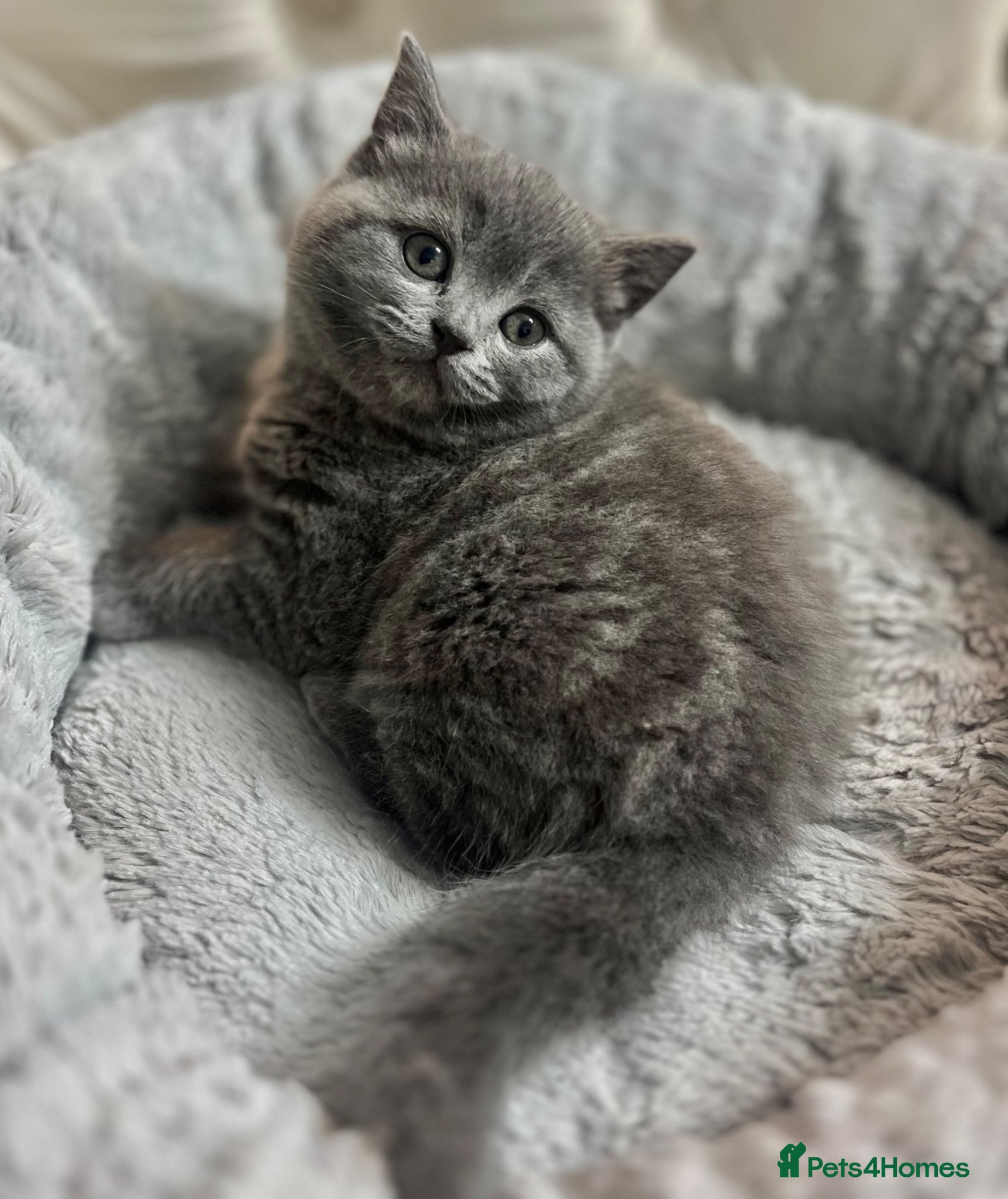 Scottish Fold cats Scottish kitten £550 ready NOW - Advert 1