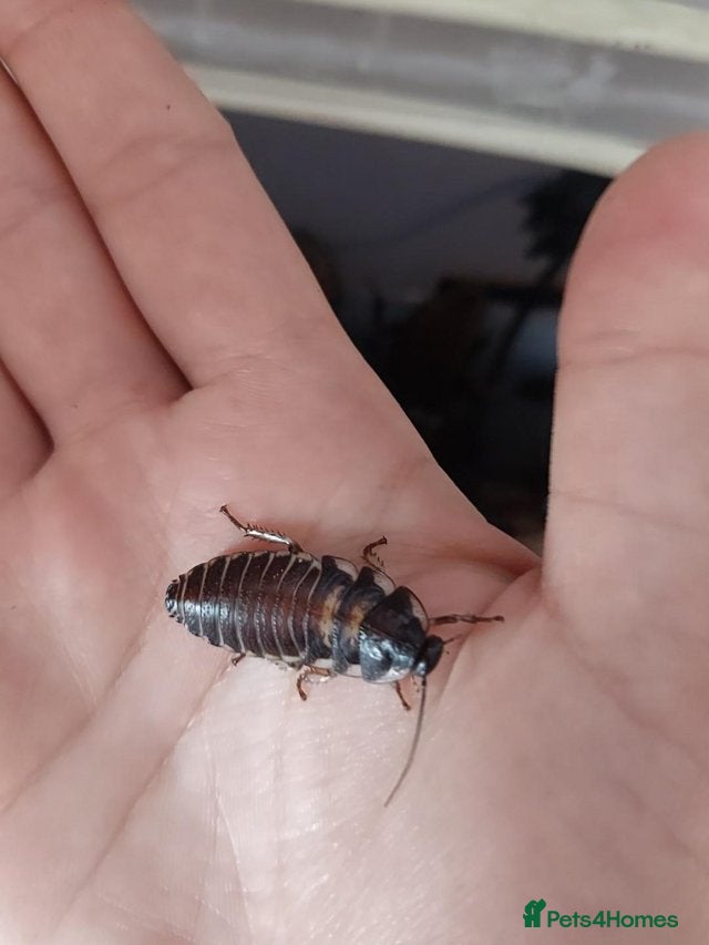 Cockroaches invertebrates for sale: Madagascan Hissing Cockroaches (hissers) - Advert 5