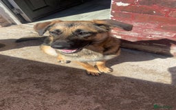 German Shepherd dogs for sale: Loving 17-Month-Old Female German Shepherd - Image 3