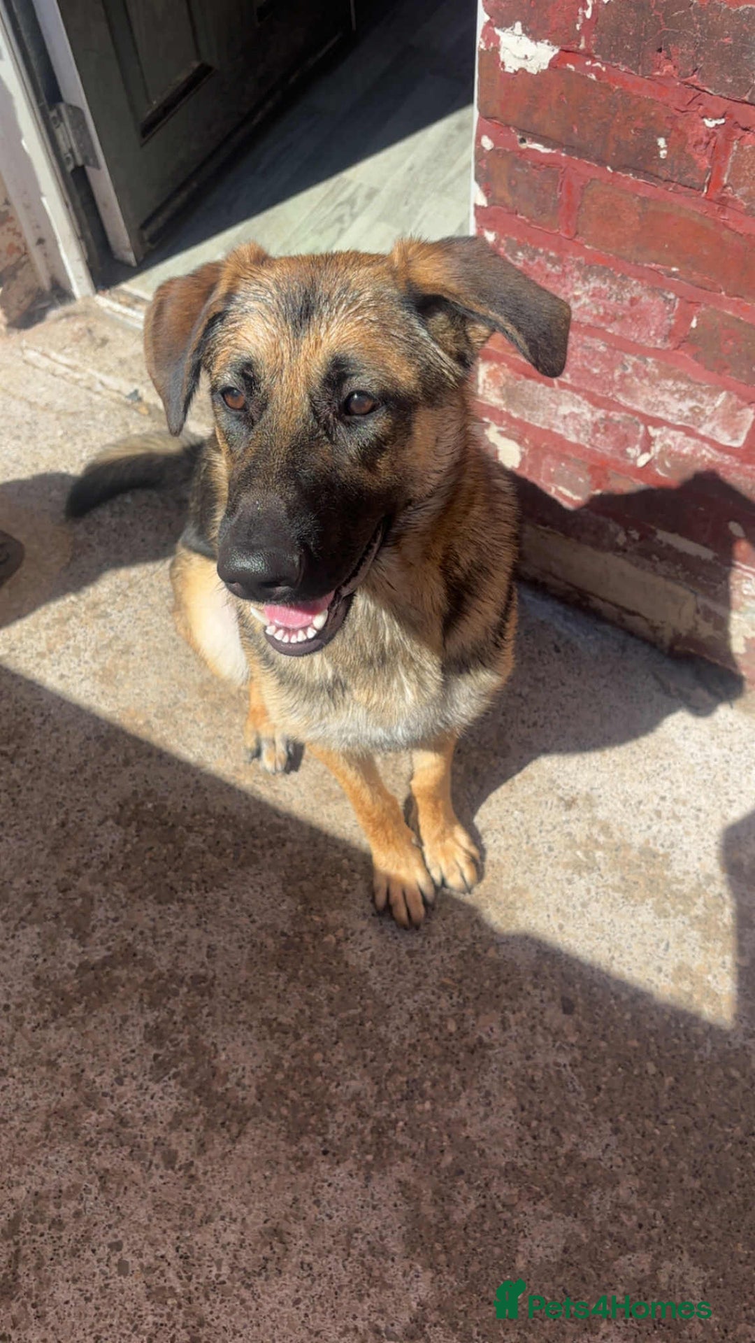 German Shepherd dogs for sale: Loving 17-Month-Old Female German Shepherd - Image 3
