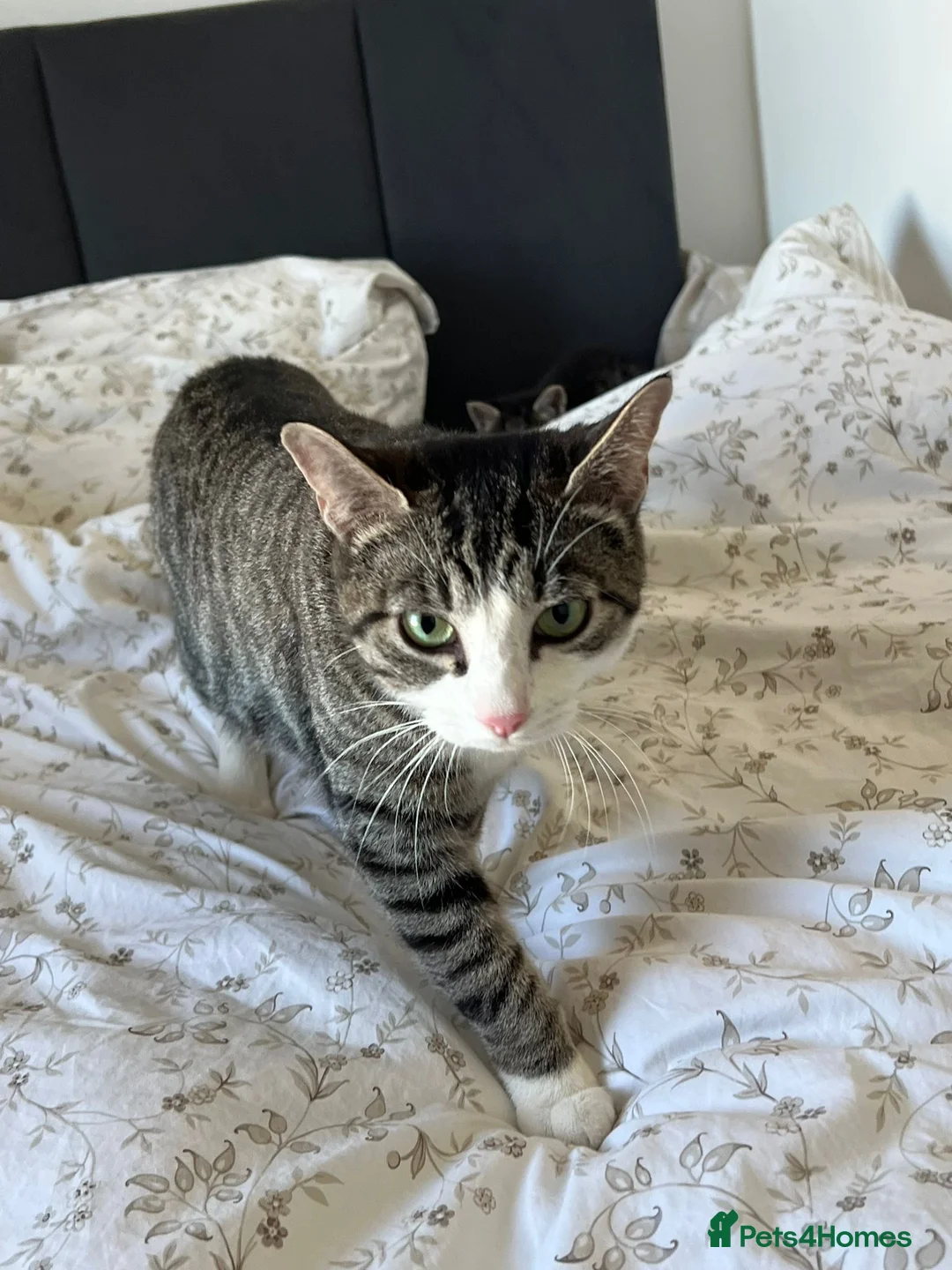 European cats for sale: *Rescued* Cat and Kitten Looking for a Loving Home - Advert 2